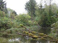 Rain Forest Resort Village (9)